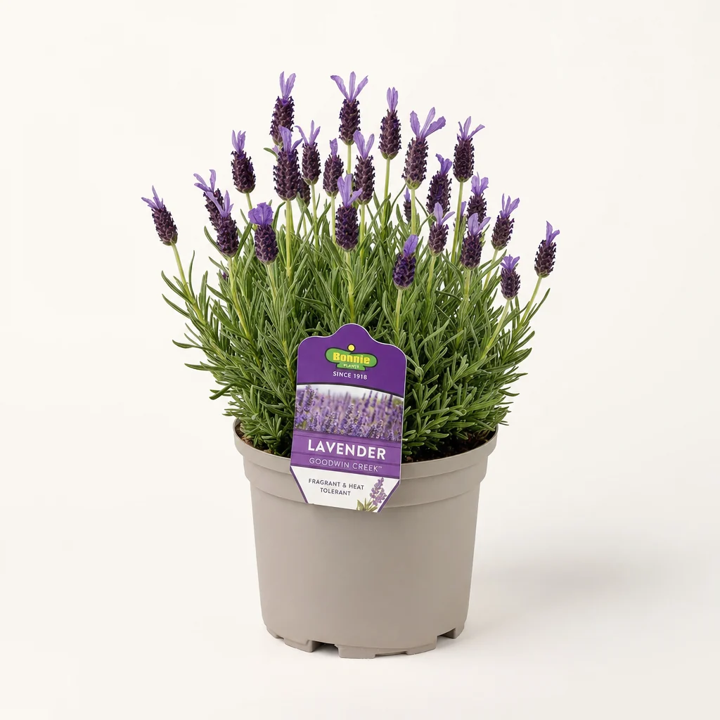 Lavender