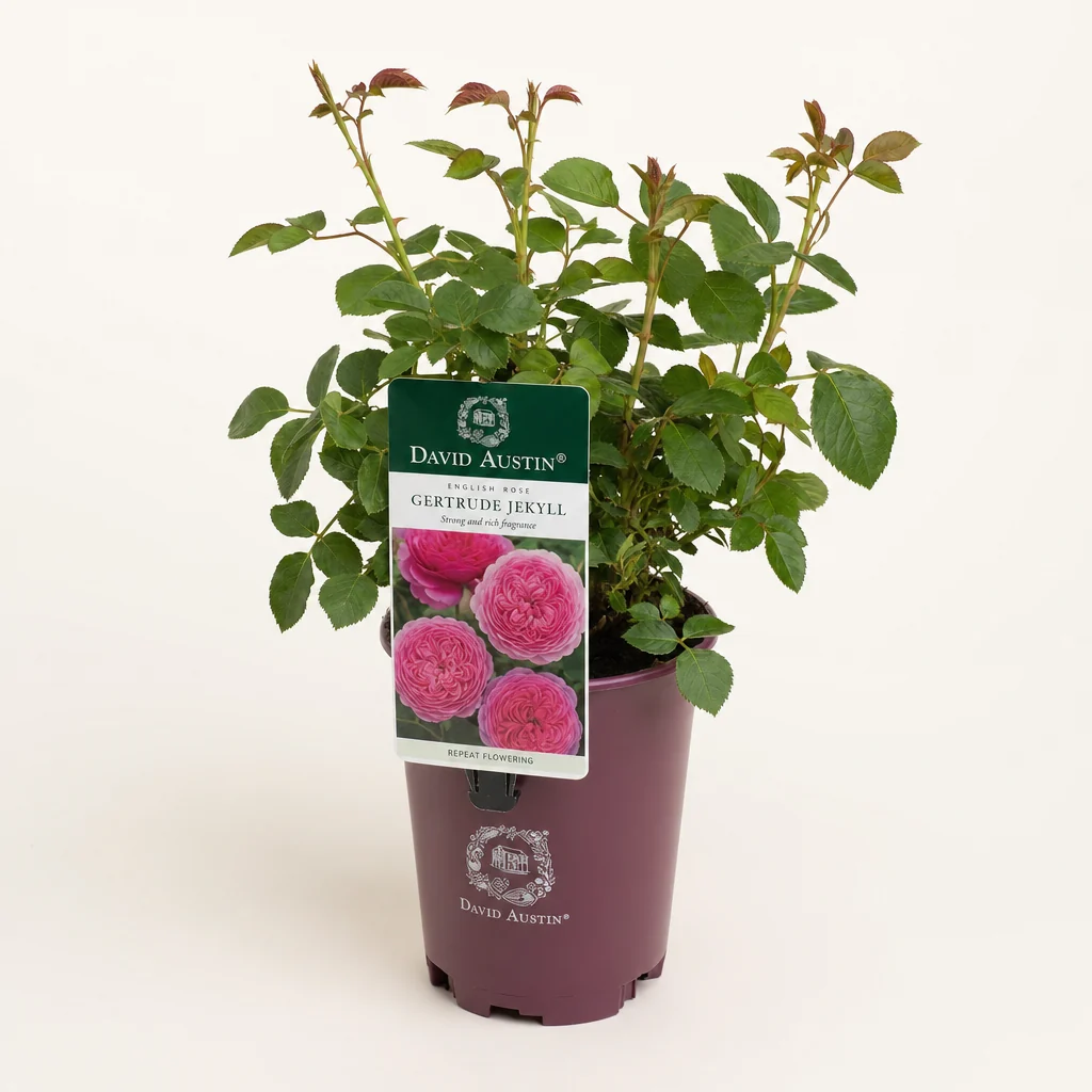 Rosa 'Gertrude Jekyll'