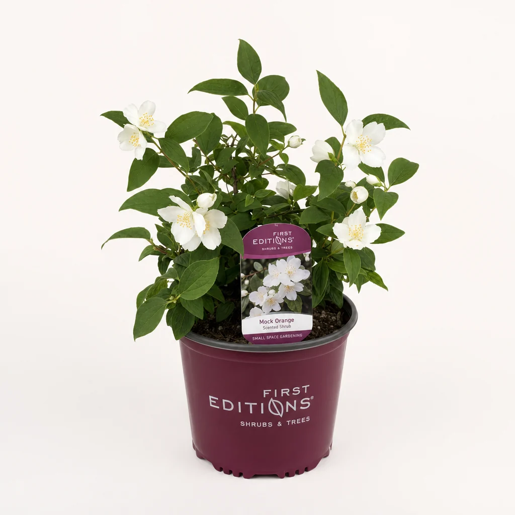 Mock Orange
