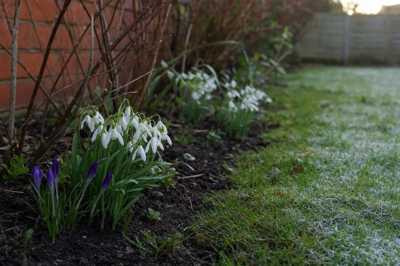 A UK garden in February