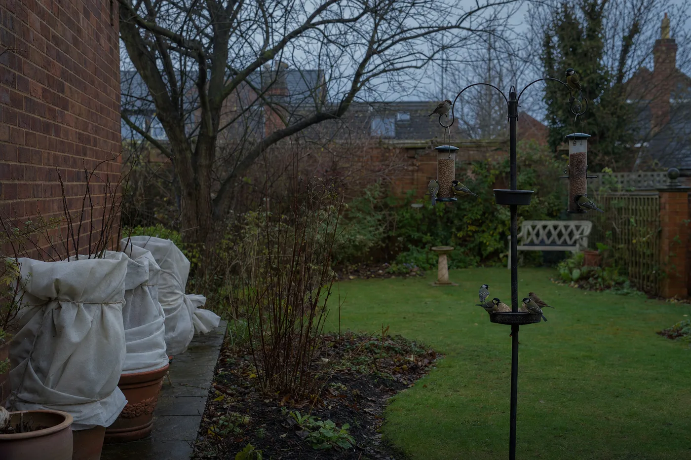 A UK garden in November